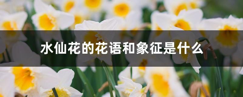 What is the flower language and symbol of narcissus