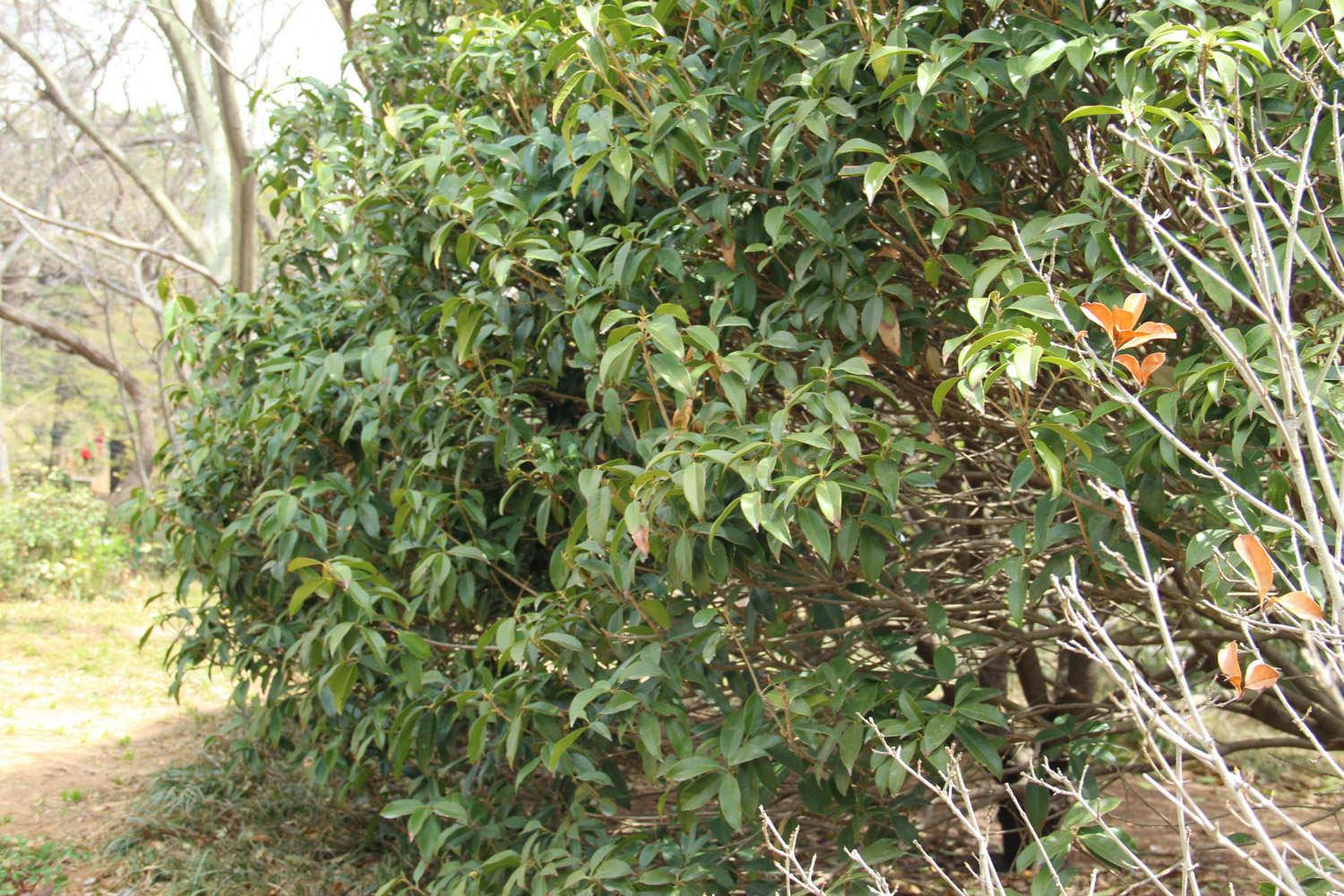 Osmanthus