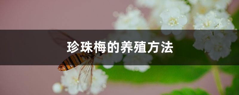 A complete collection of pearl plum cultivation methods