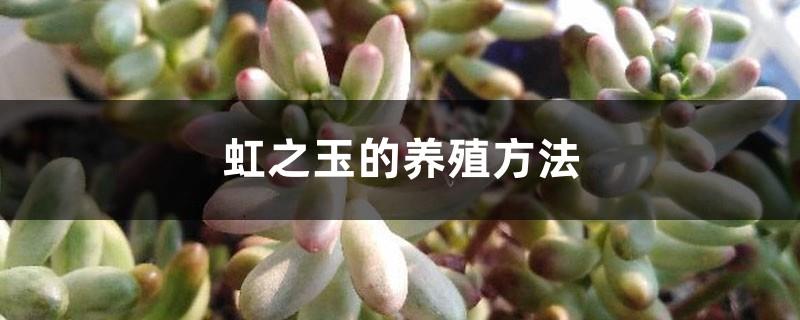 A Complete Collection of Rainbow Jade Breeding Methods