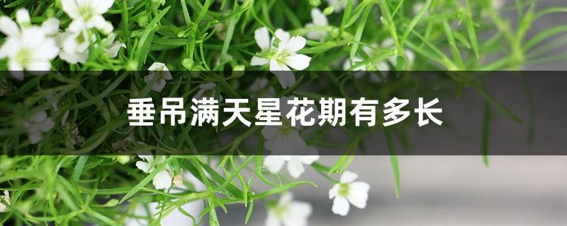 How long is the flowering period of Gypsophila hanging? What is the language and meaning of the flower?