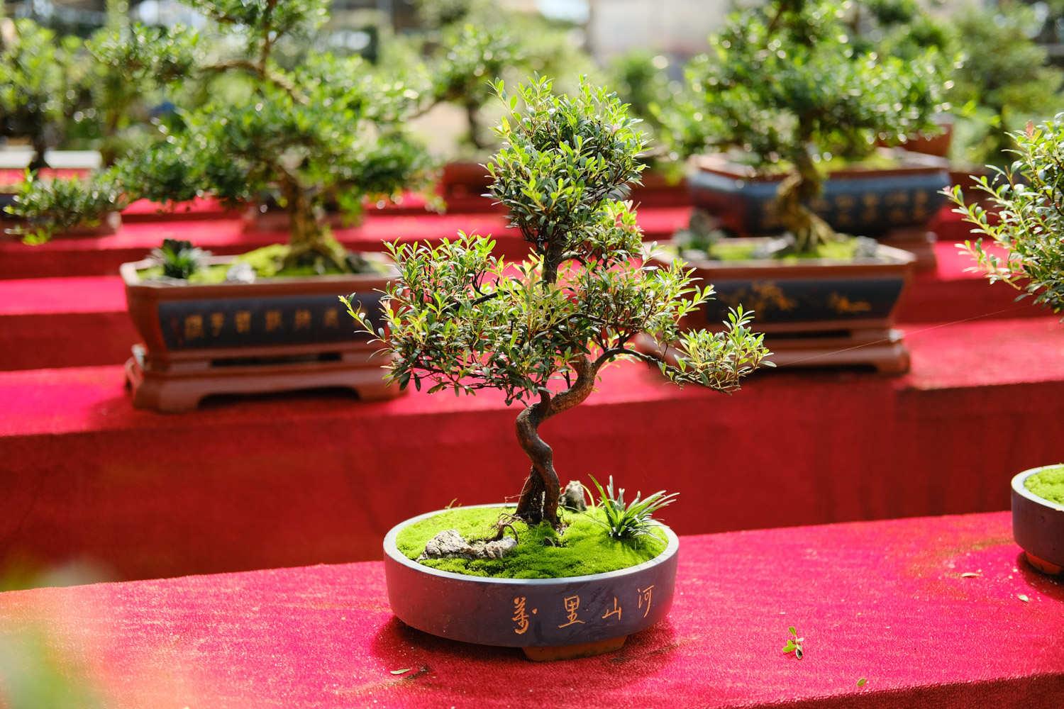 Bonsai