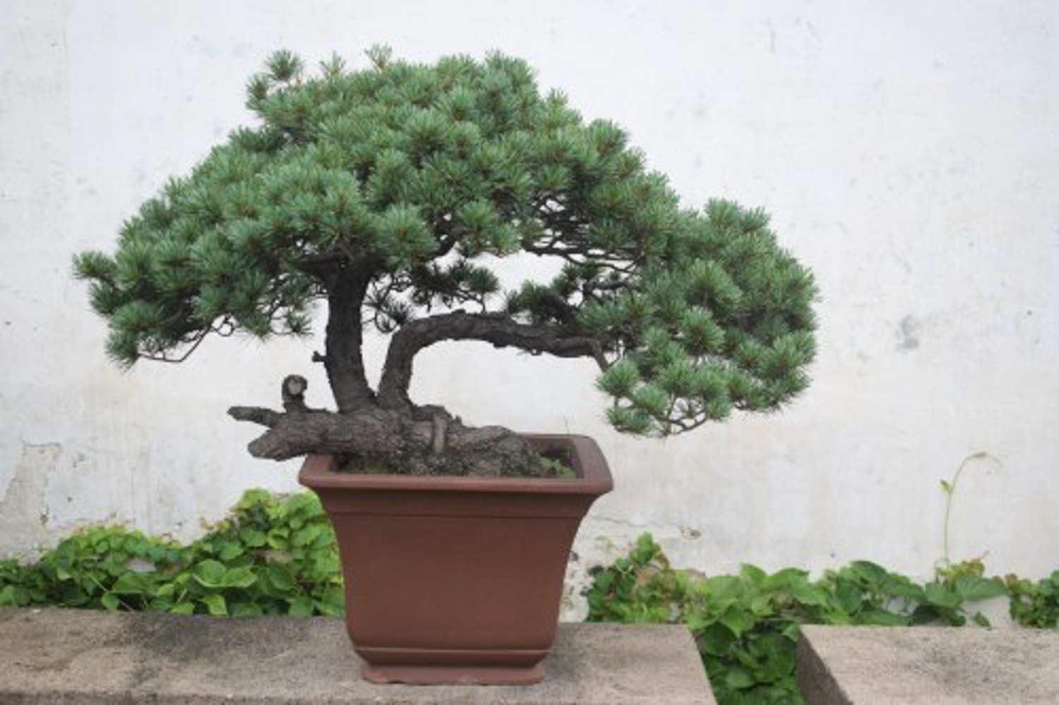 Bonsai