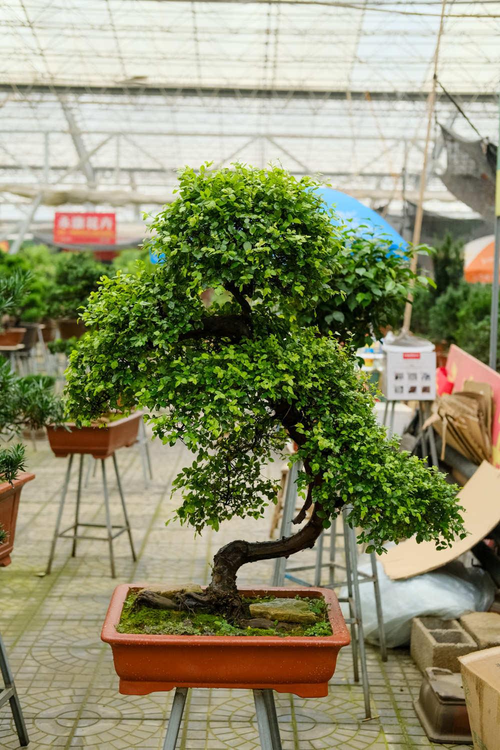 Bonsai