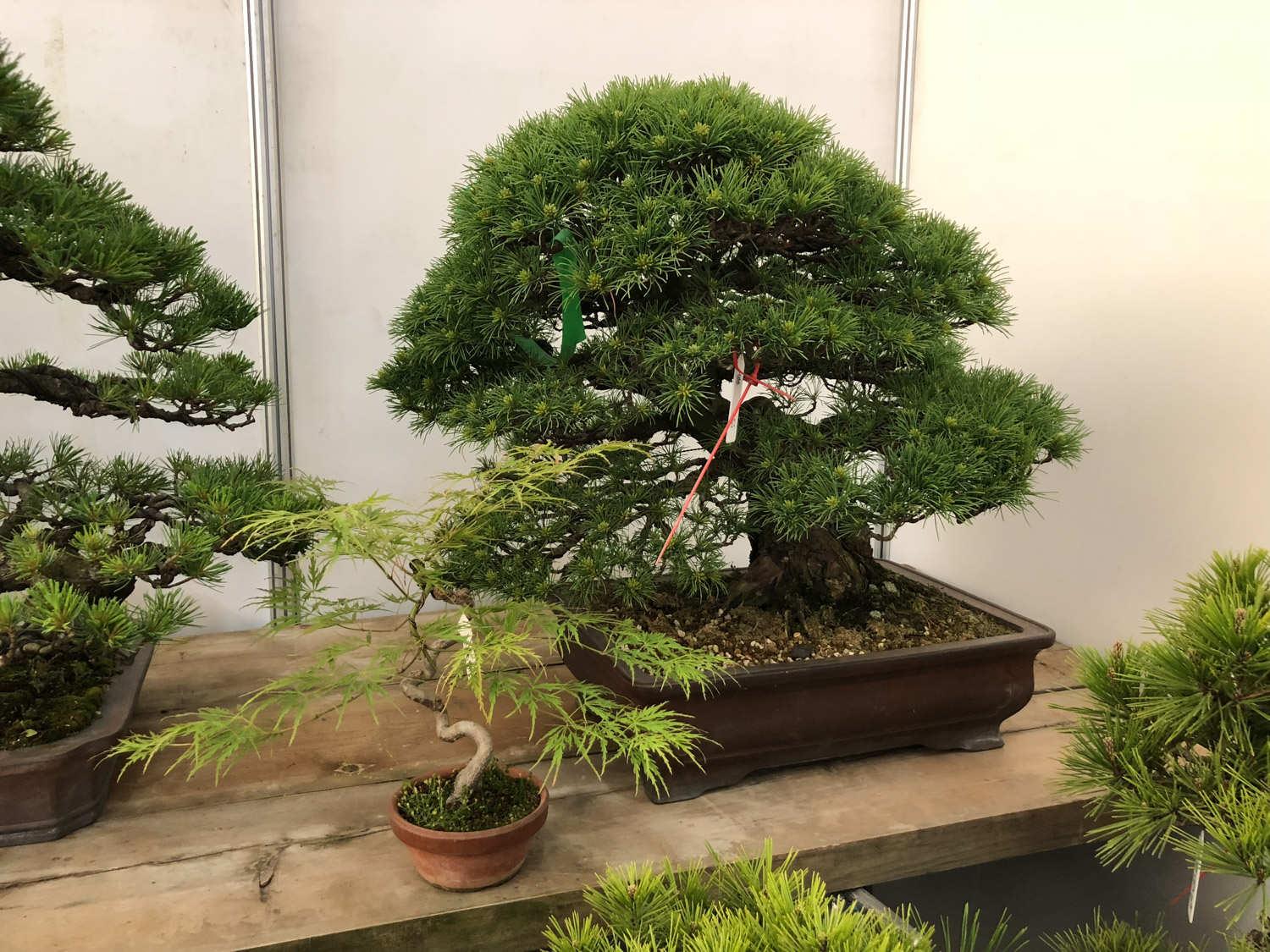 Bonsai