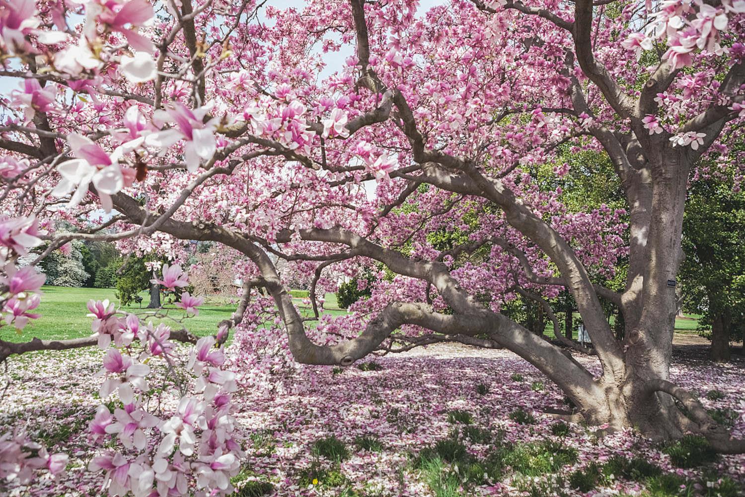 Magnolia