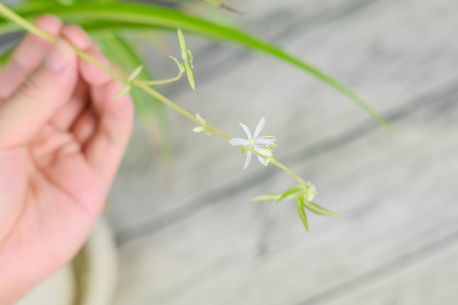 Chlorophytum