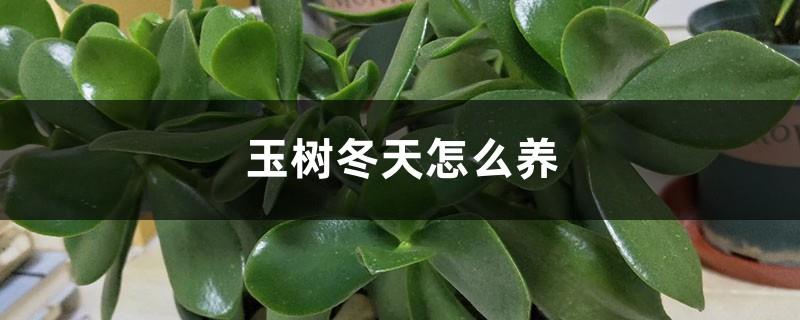 How to grow Yushu in winter