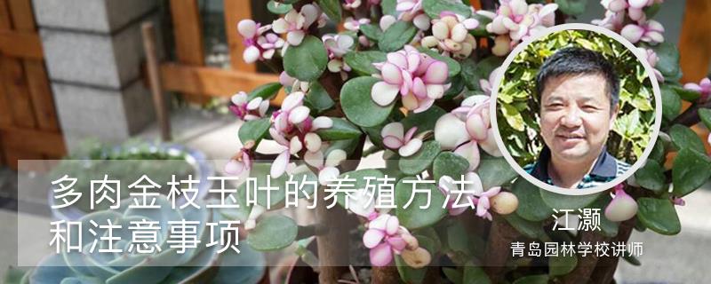 Cultivation methods and precautions for golden branches and jade leaves