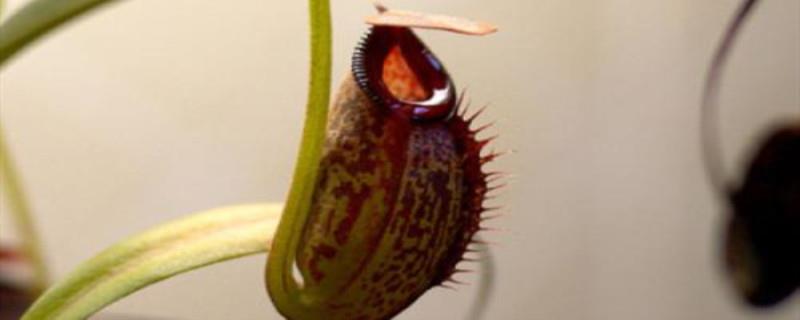 Can pitcher plants eat mice? What size of pitcher plant does it take?