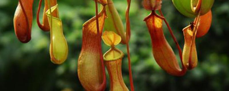 Can the pitcher plant's cage be filled with water, how to grow a cage