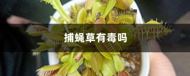 Is the Venus flytrap poisonous? Can I grow it at home?