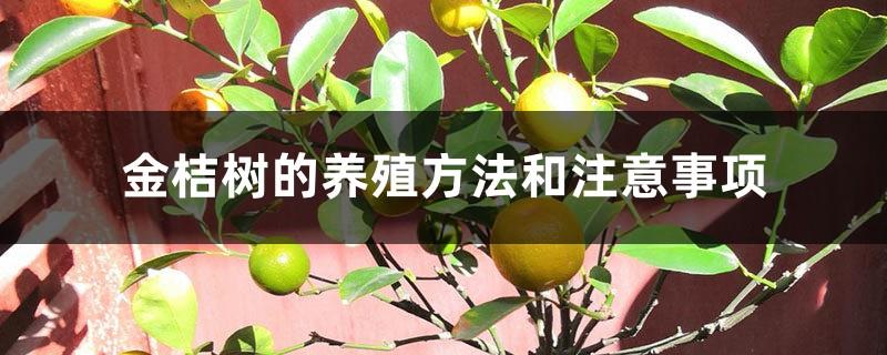 Kumquat tree cultivation methods and precautions