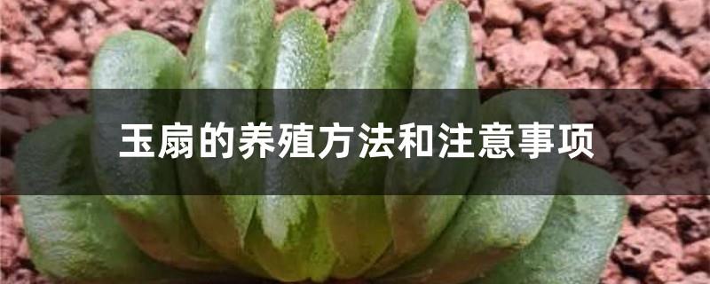 Jade fan farming methods and precautions