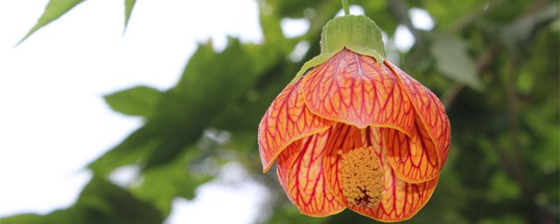 Cultivation methods and precautions for lantern flowers