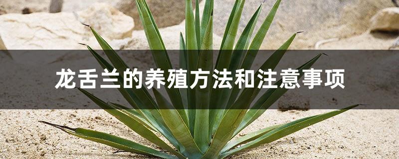 Agave cultivation methods and precautions