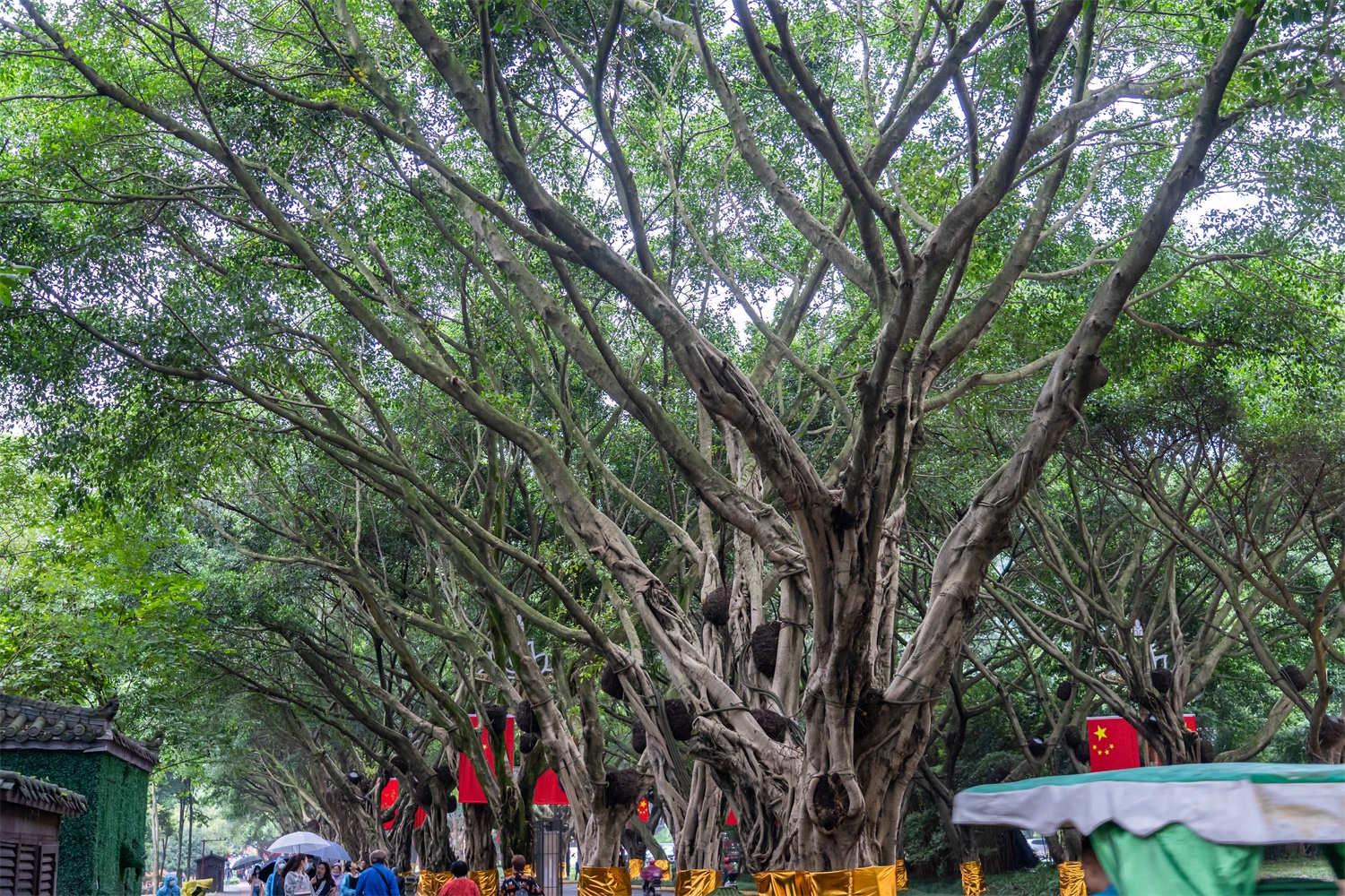 banyan tree