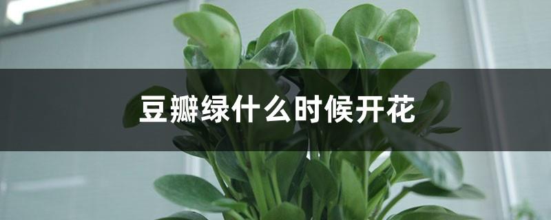 When will Douban Green bloom