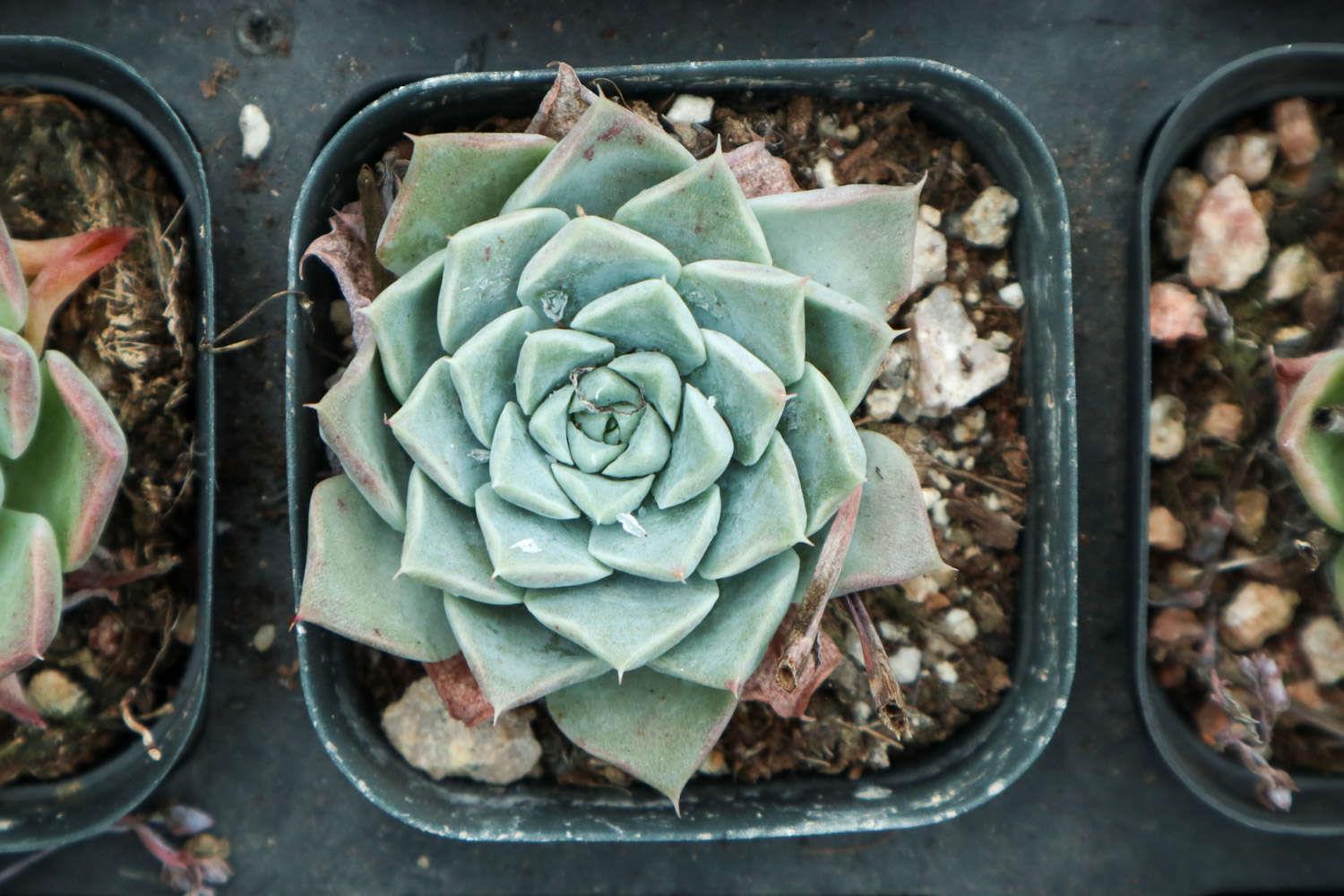 Succulent