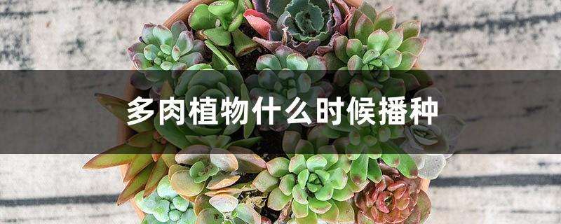 When to sow succulents