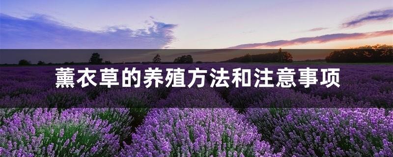 Lavender cultivation methods and precautions