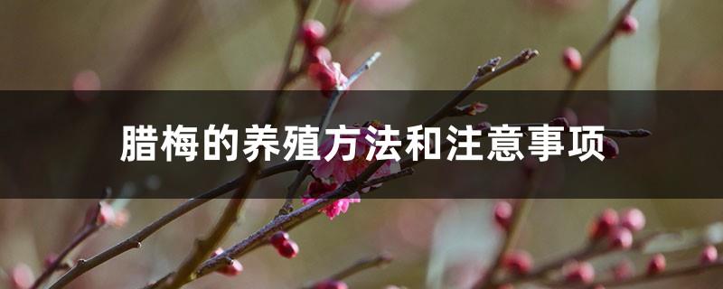 Cultivation methods and precautions for wintersweet