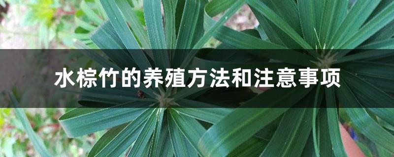 Water palm bamboo cultivation methods and precautions