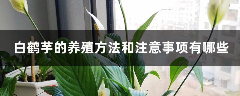 What are the farming methods and precautions for Spathiphyllum