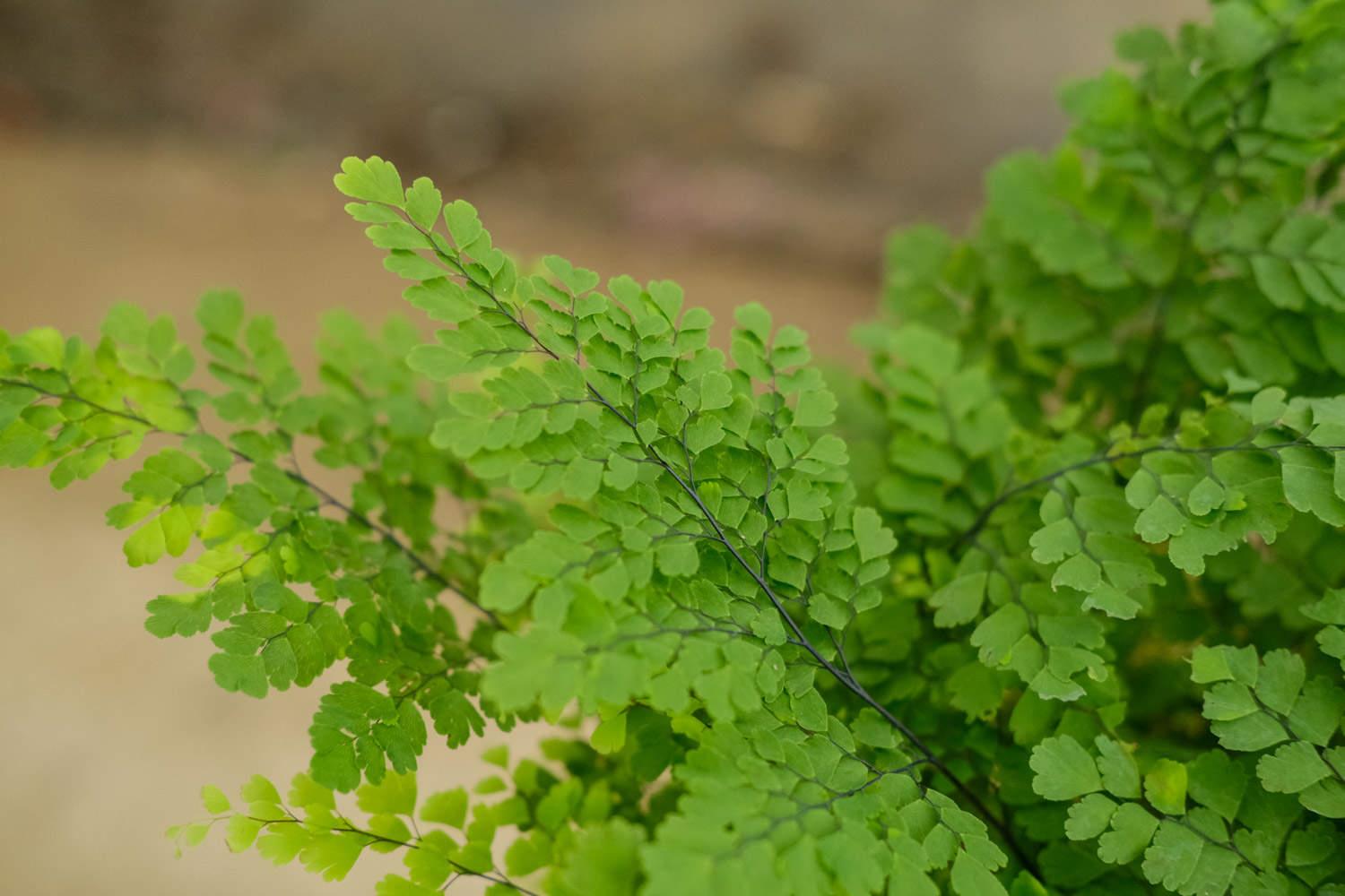 Adiantum fern