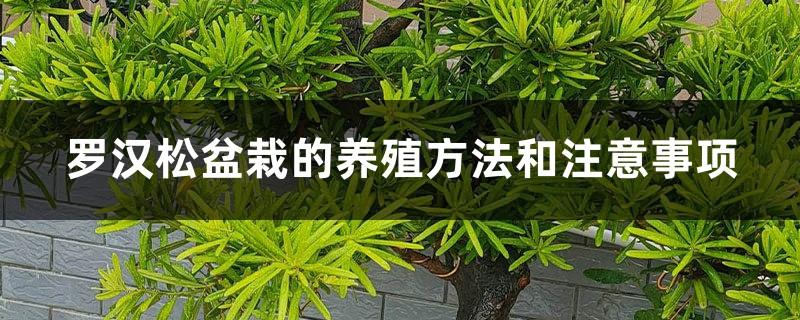 Cultivation methods and precautions for Podocarpus potted plants