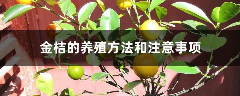 Kumquat cultivation methods and precautions