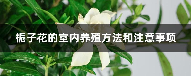 Indoor cultivation methods and precautions for gardenias