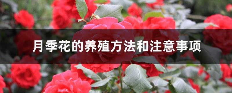 Cultivation methods and precautions for rose flowers