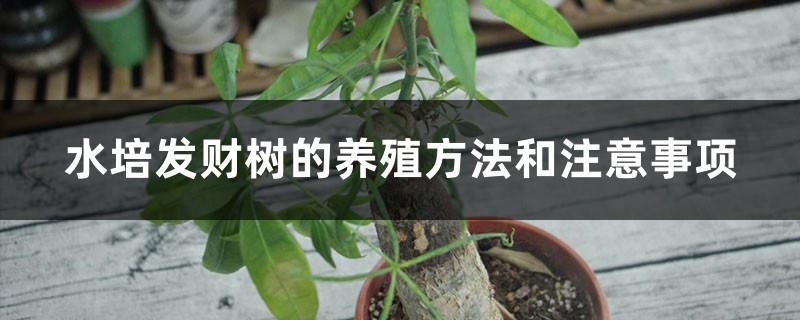 Cultivation methods and precautions for hydroponic money trees