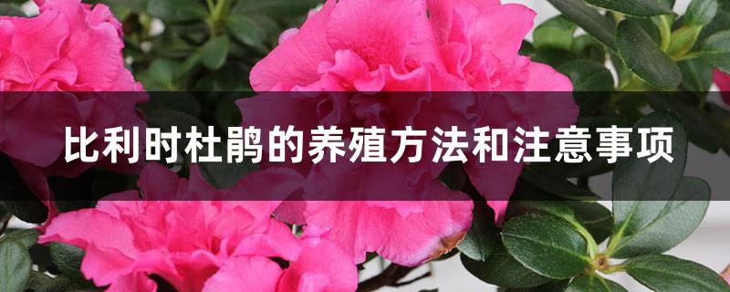 Belgian Rhododendron Breeding Methods and Precautions