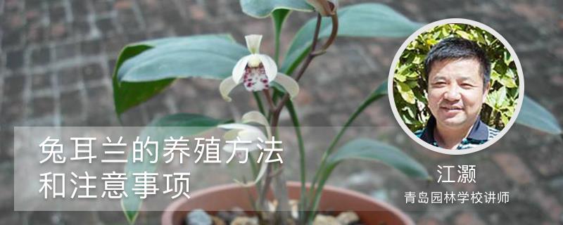 The breeding methods and precautions of rabbit ear orchid