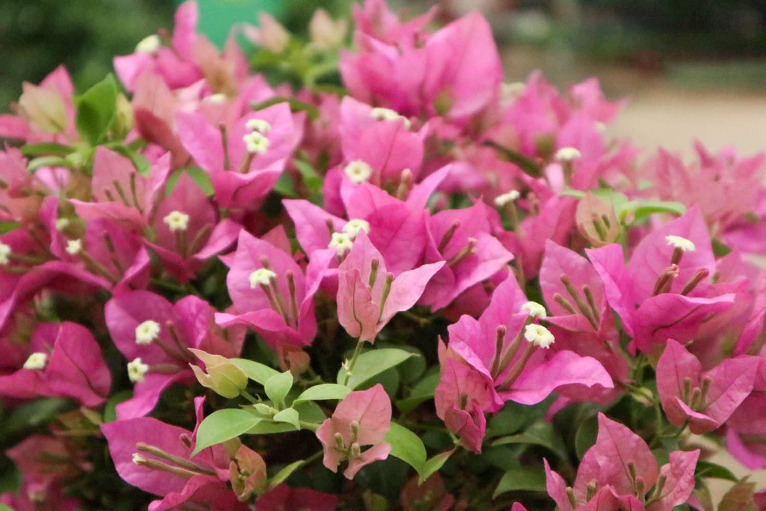 Bougainvillea