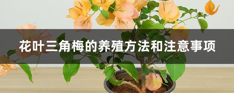 Cultivation methods and precautions of Bougainvillea