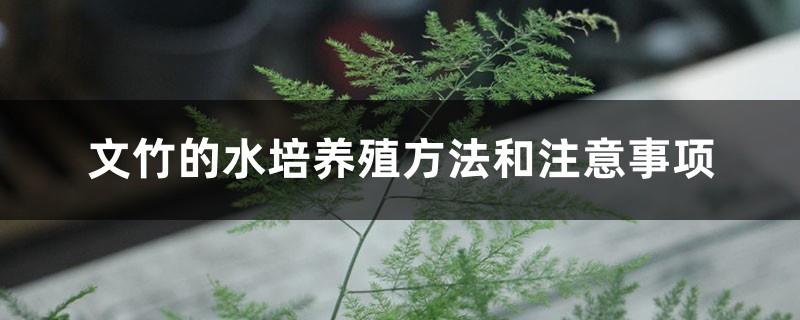 The hydroponic cultivation method and precautions of asparagus