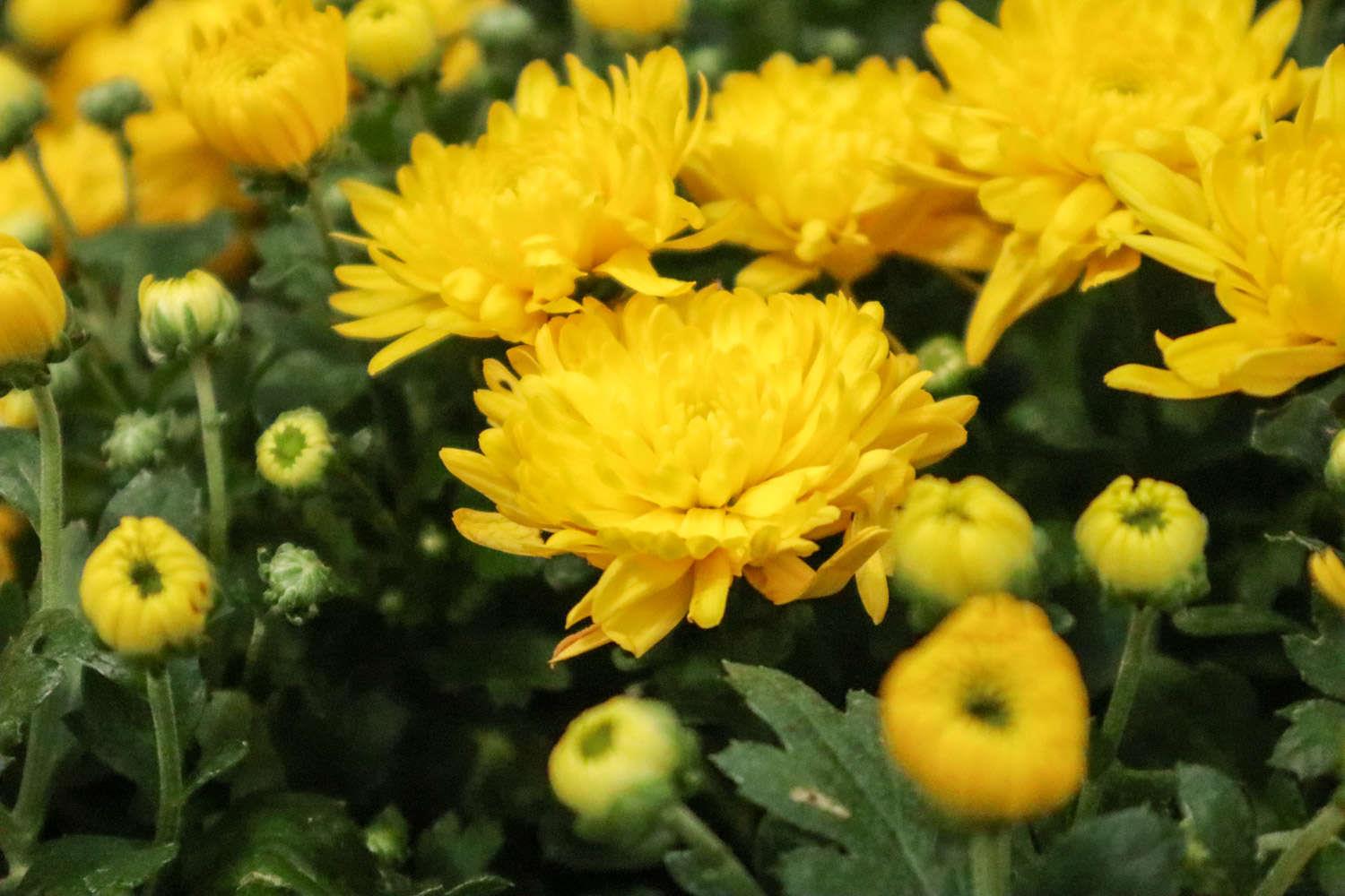 Chrysanthemum