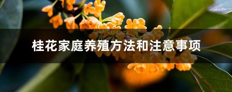 Osmanthus family breeding methods and precautions