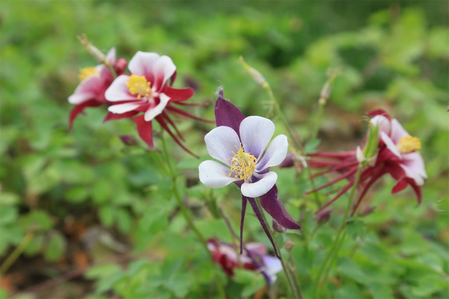 Columbine