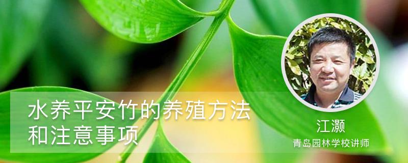 Cultivation methods and precautions for water-grown Ping An bamboo