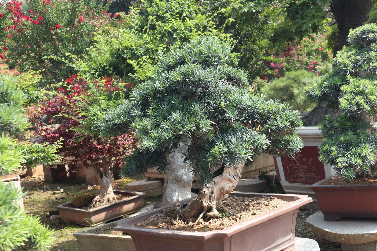 Podocarpus