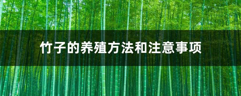 Bamboo farming methods and precautions