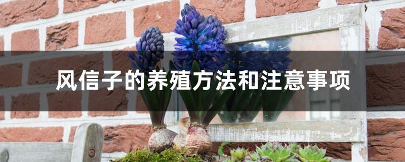 Hyacinth breeding methods and precautions