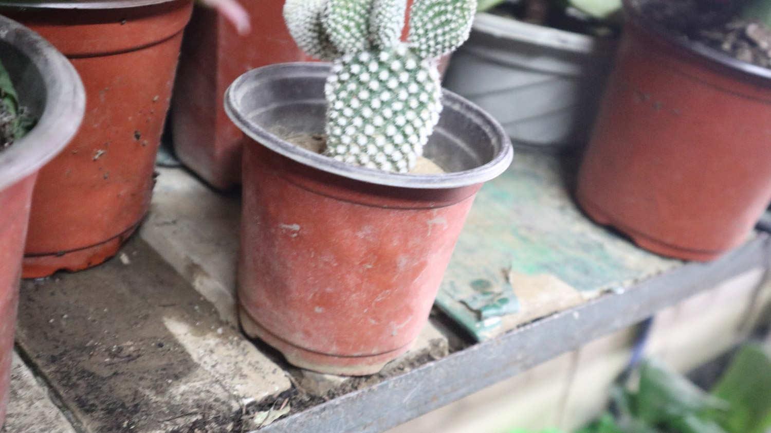 Cactus