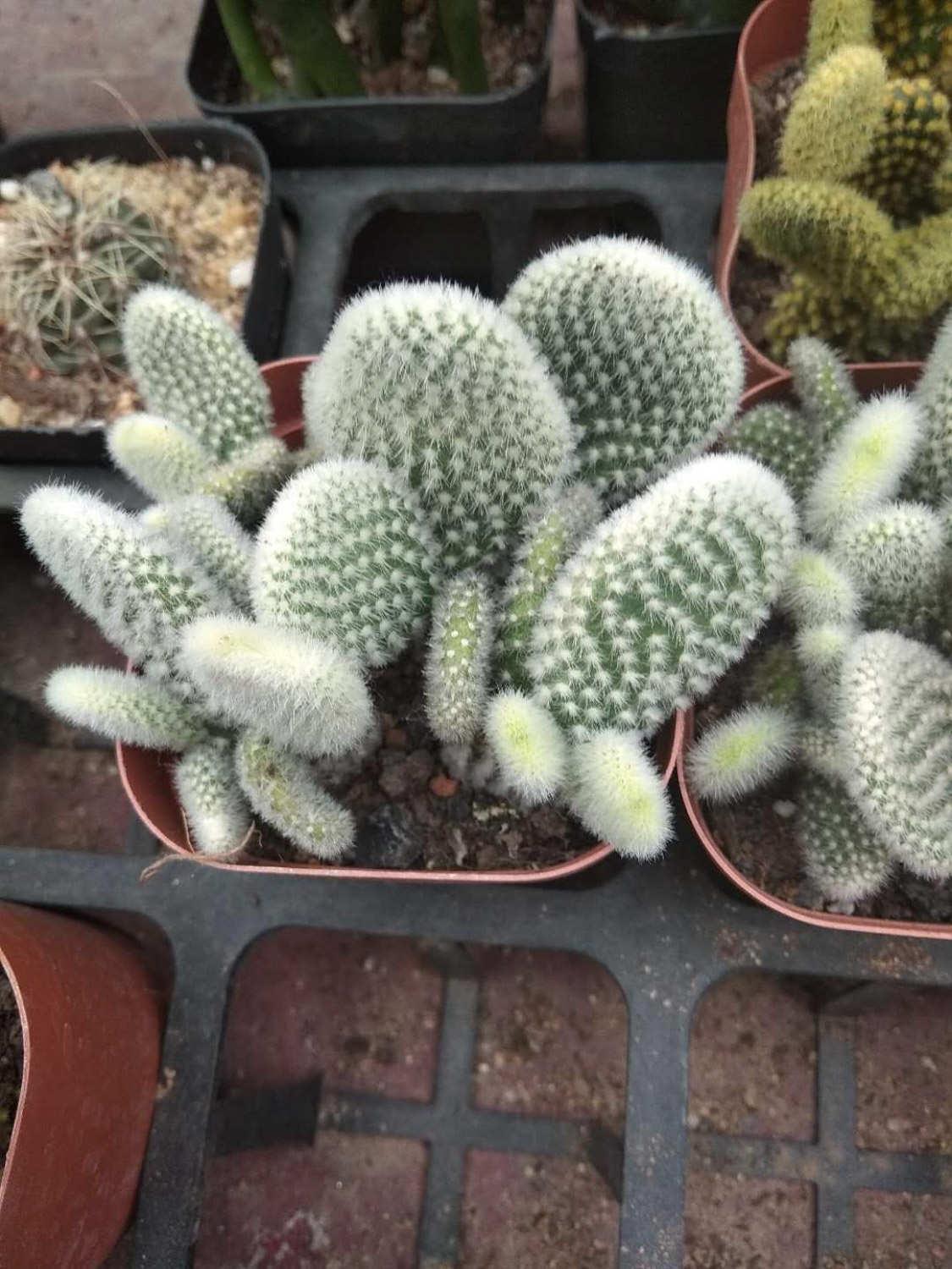 Cactus