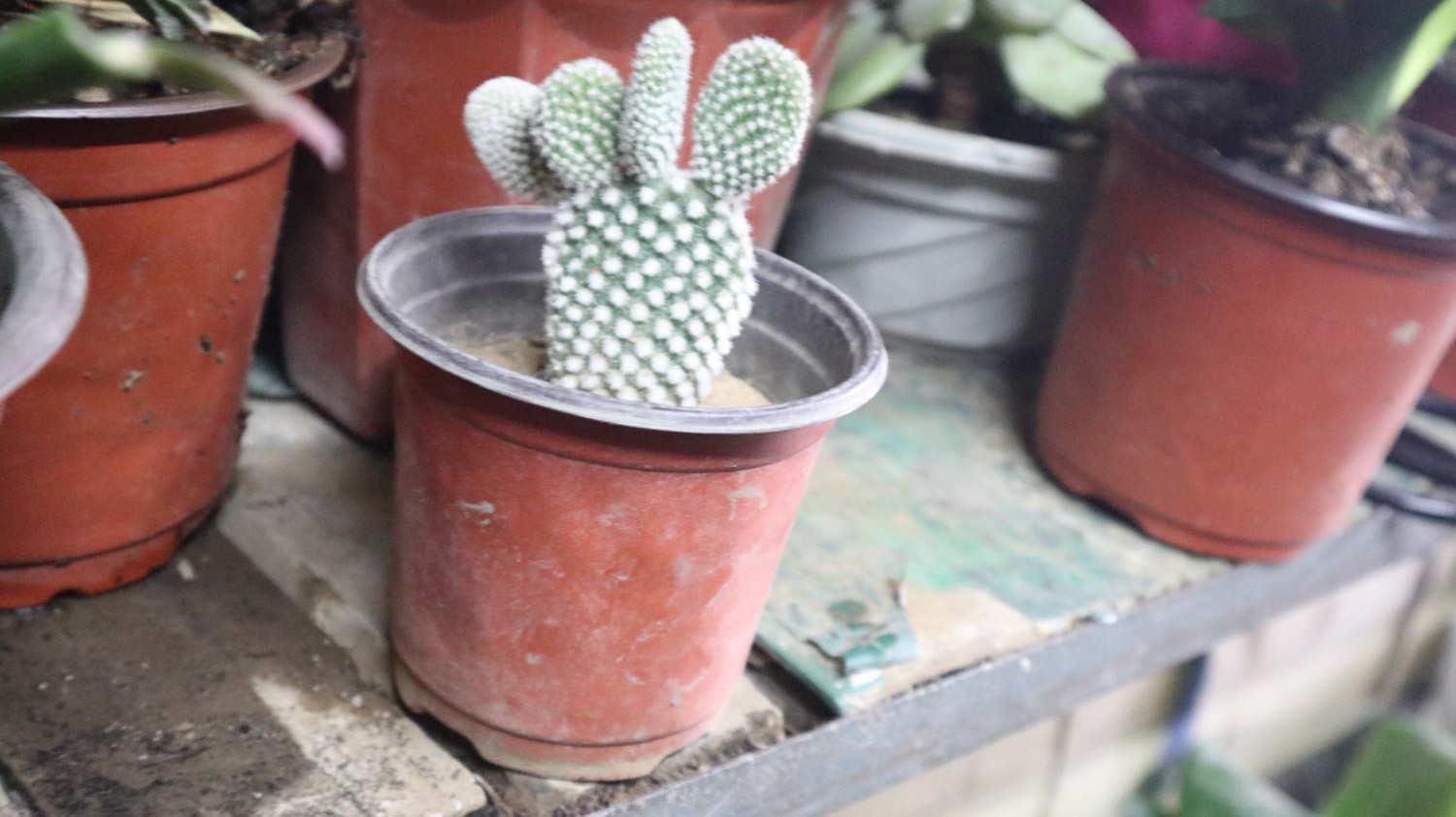 Cactus