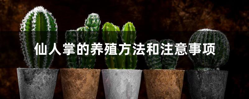 Cactus cultivation methods and precautions